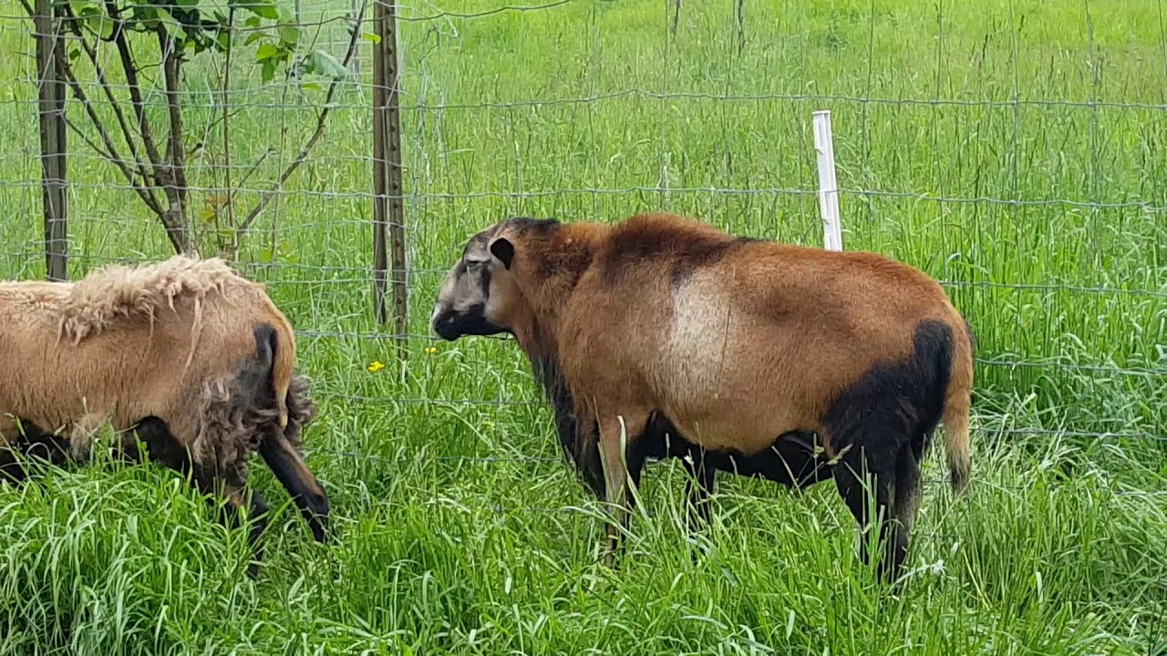 Barbados Blackbelly Sheep @ Bush Creek Farm