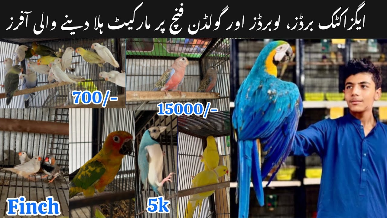 All kinds of birds Biggest offers and price rates || Rawalpindi Islamabad best price rate.