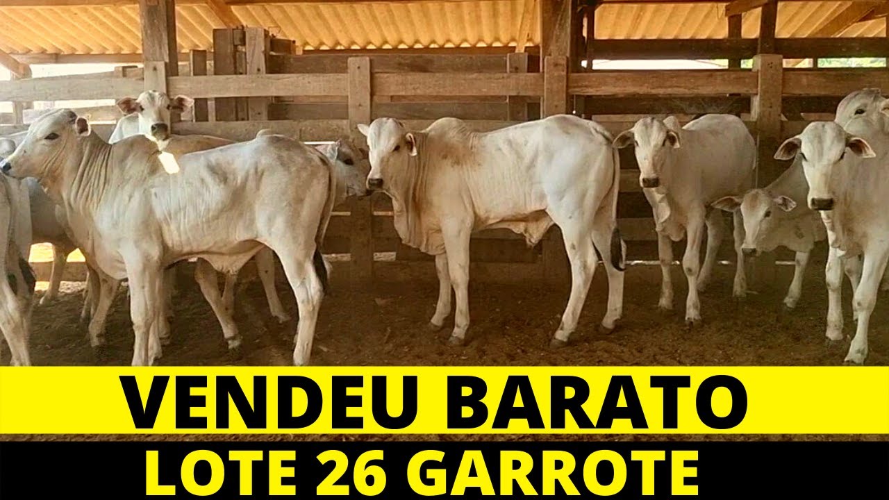 VENDA DE BEZERRO NELORE