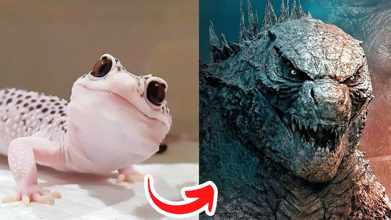 Baby Cute Animals Grow Up to Adult Animals | I'm A Big Kid Now | Before & After