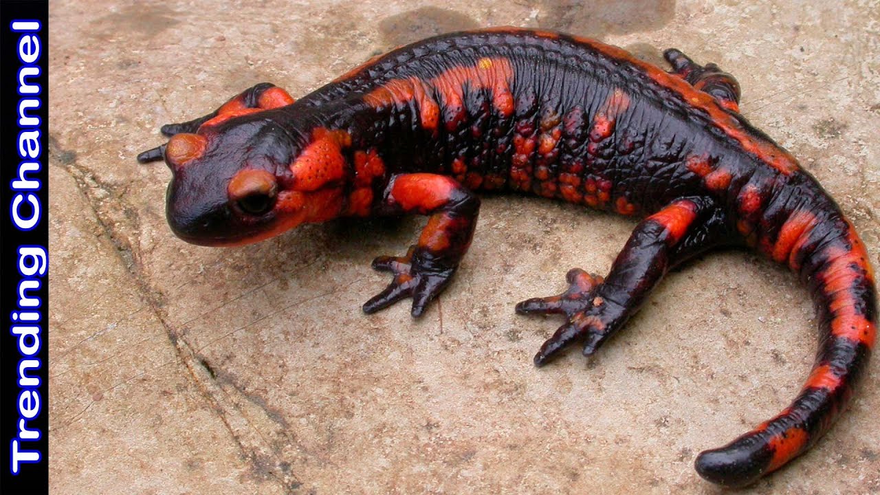 8 Salamandras mas Increíbles en su Especie