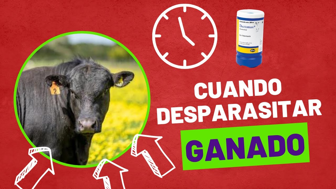 CADA CUANTO TIEMPO SE DEBE DESPARASITAR EL GANADO