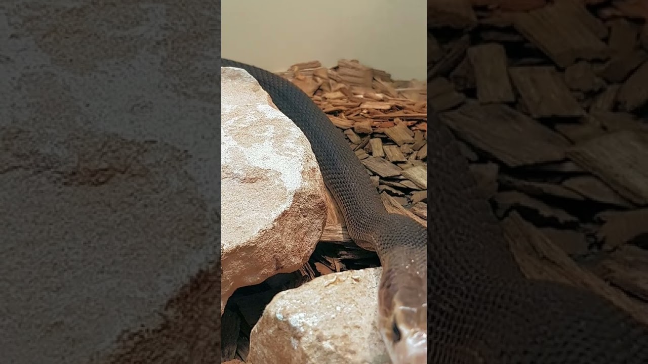 Very dangerous Coastal taipan snake