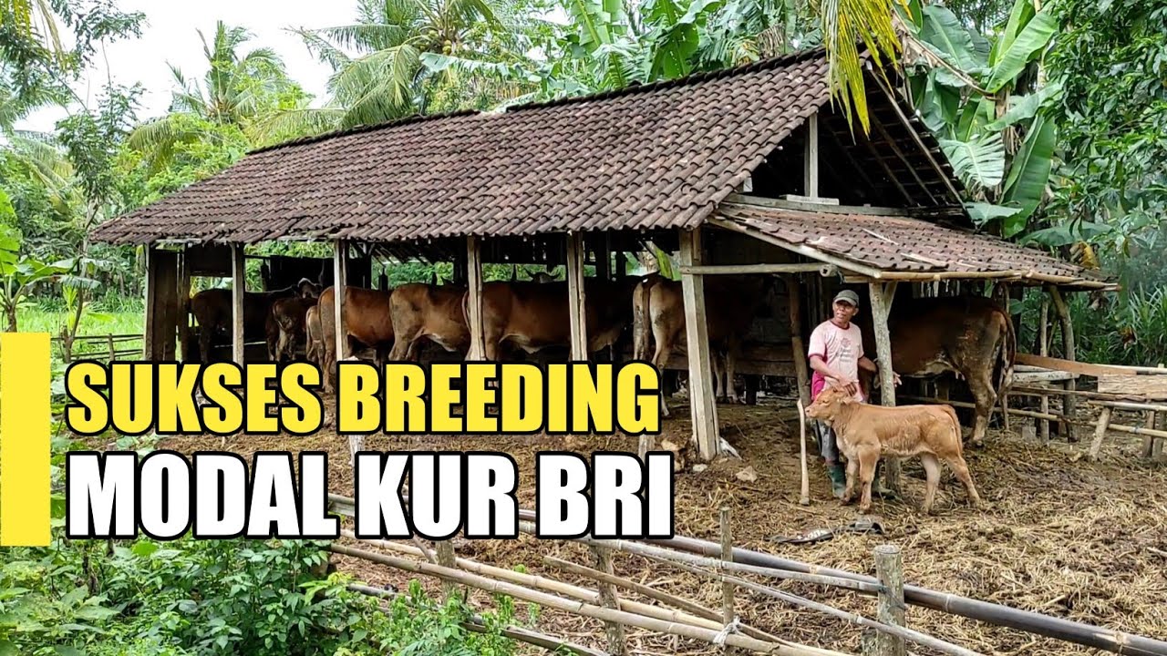 Sukses Breeding Sapi Bermodal KUR BRI dari 2 Babon anak 3 tahun jadi 11 Ekor
