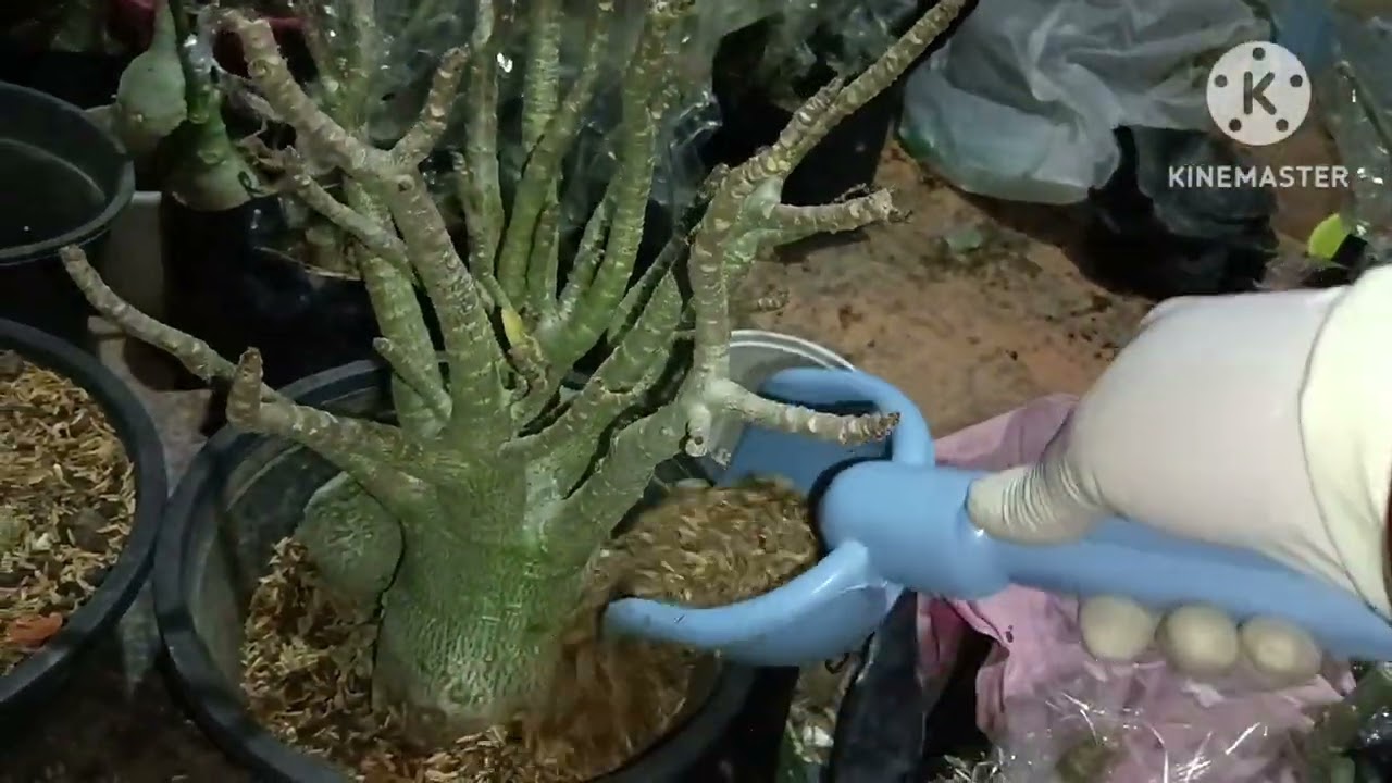 How to repot Arabicum adenium plant