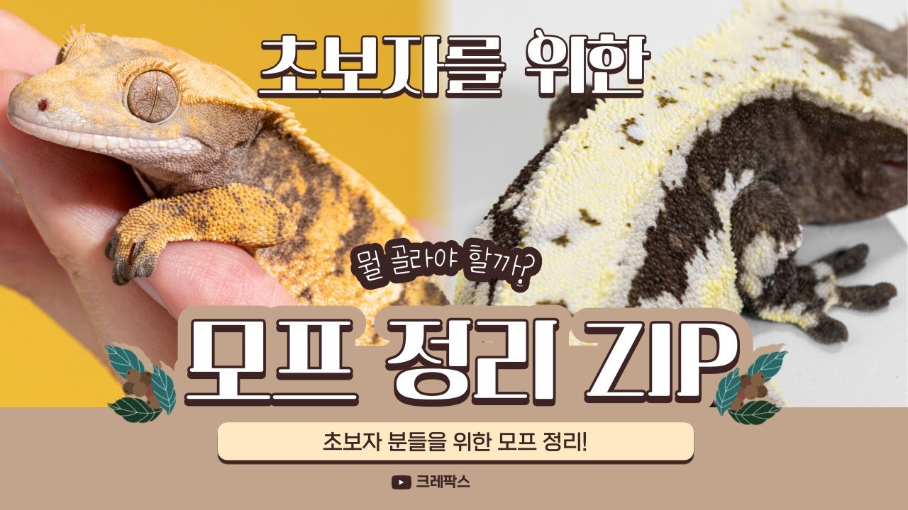 초보자를 위한 크레스티드 게코 모프 완벽 정리. 분양 전 이 영상 꼭 보고 가세요!