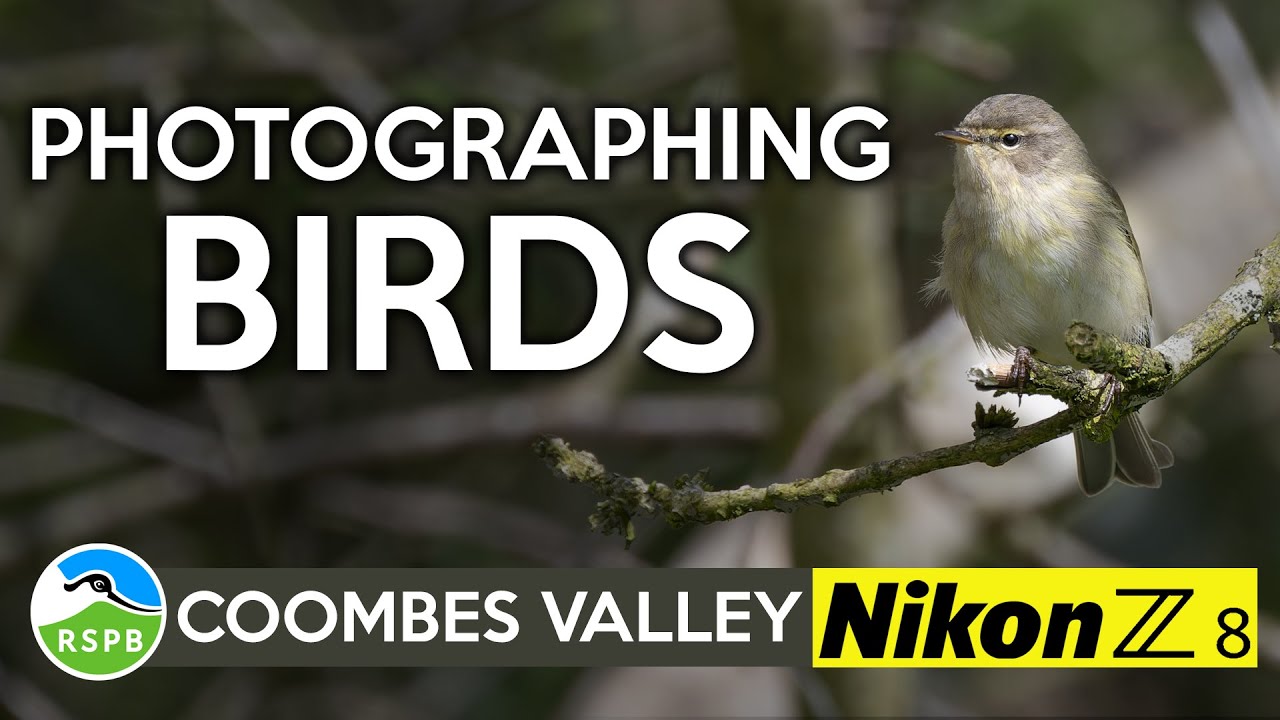 Photographing birds at RSPB Coombes Valley - Nikon Z8