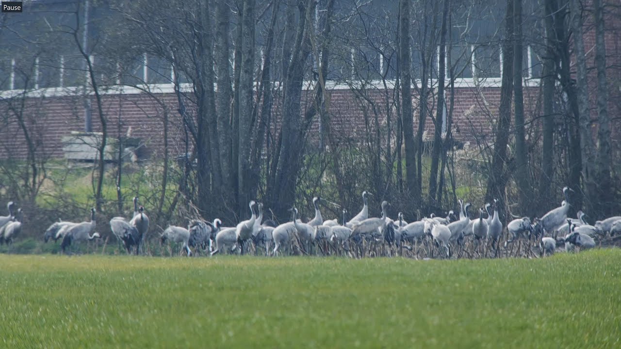 Kraanvogels fourageren in Mierlo 20240310 4K/50p
