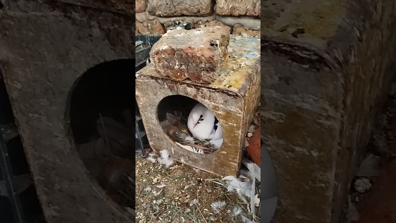 #حلويات من داخل مشروع الحمام البلدي والربح مع محمد عويس
