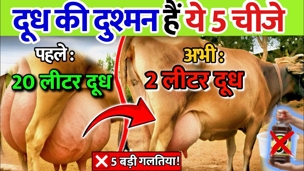 दूध की दुश्मन हैं ये 5 बड़ी गलतियां! 🐄 भूलकर भी ये काम न करें ❌Cow milk not increase mistakes 🐮 