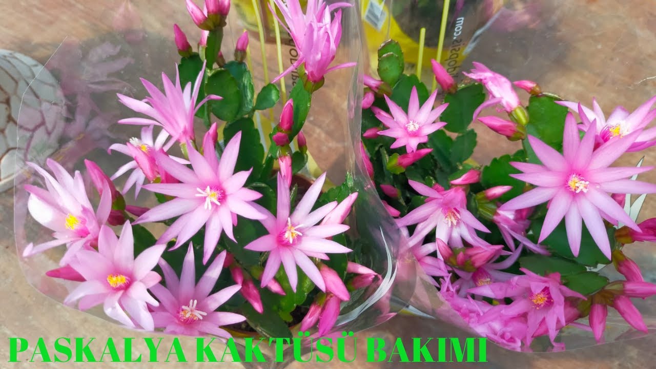 Paskalya Kaktüsü Bakımı