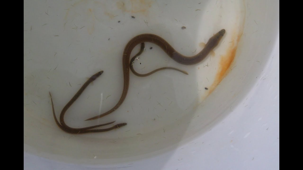 The American eel in the Mystic River Watershed, MA