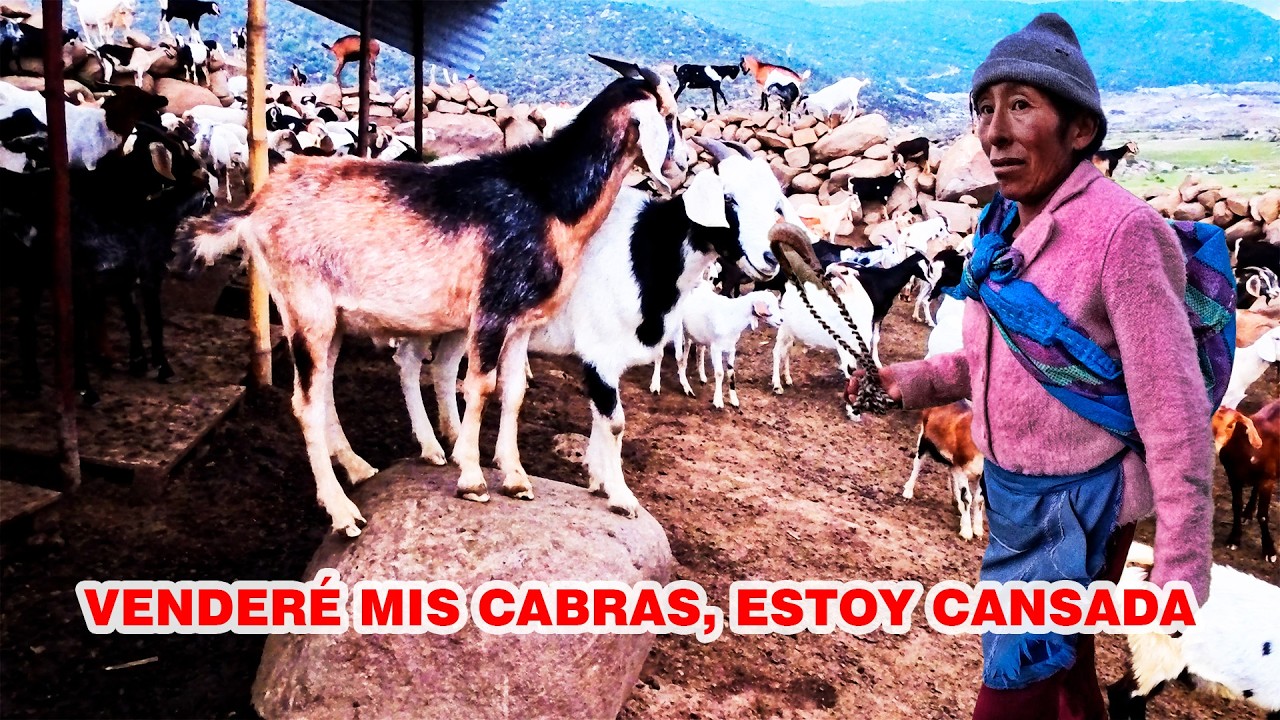 Doña Yolanda CONFIESA que VENDERÁ SUS CABRAS porque esta CANSADA y se dedicará a ...