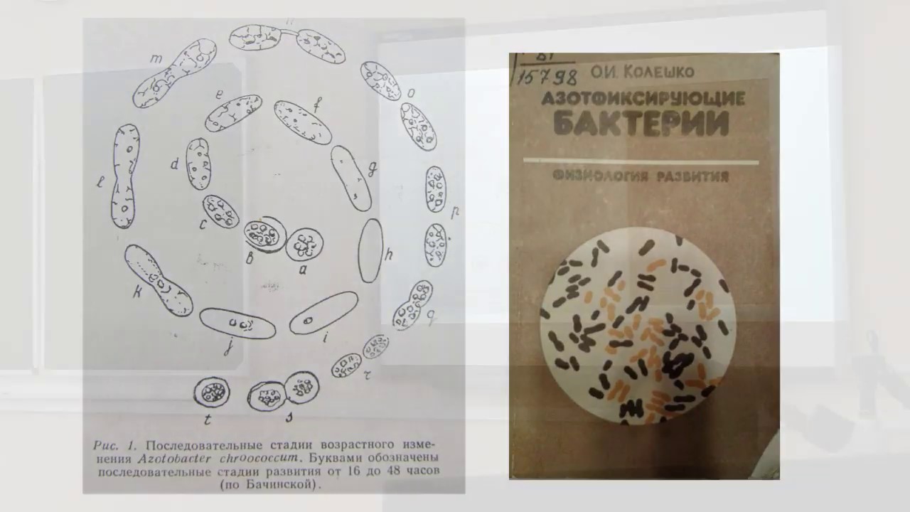 Охотник за микробами. Мастер-класс Световая микроскопия на примере бактерий р. Azotobacter