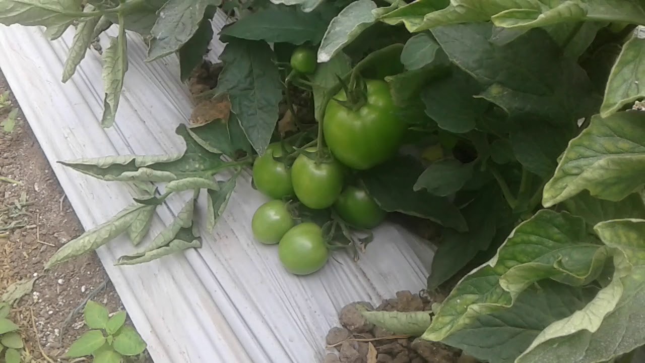 fosfitos de potasio