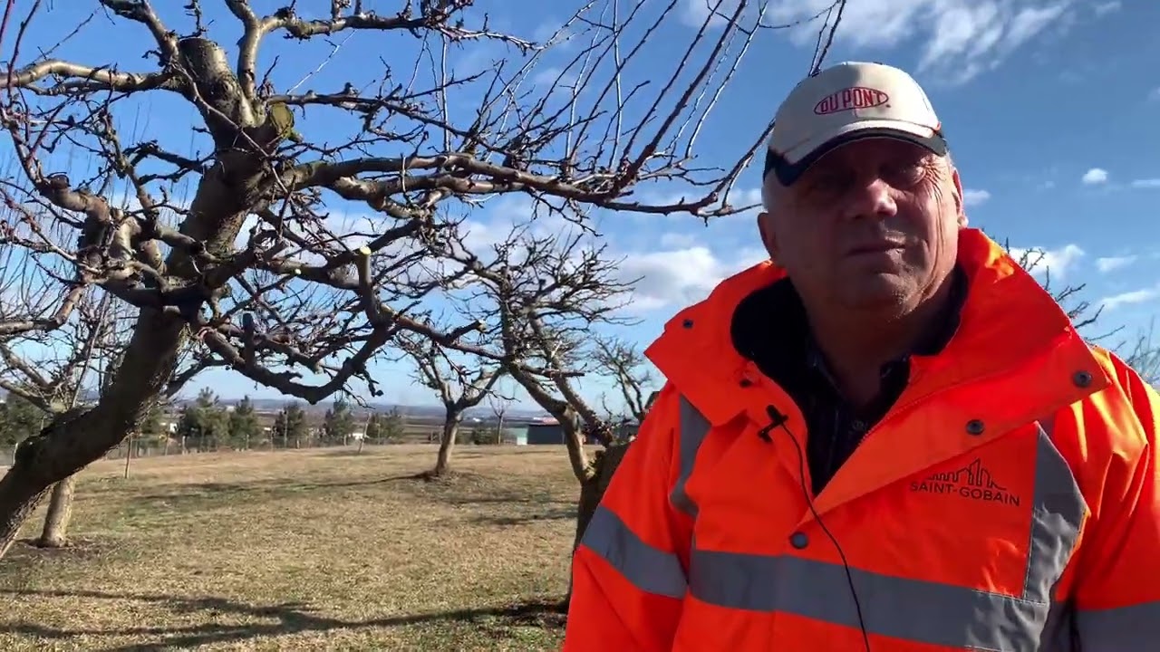 Tăierea la prun. “Când curăță Gherman pomii, mereu în loc de prune ies gutui