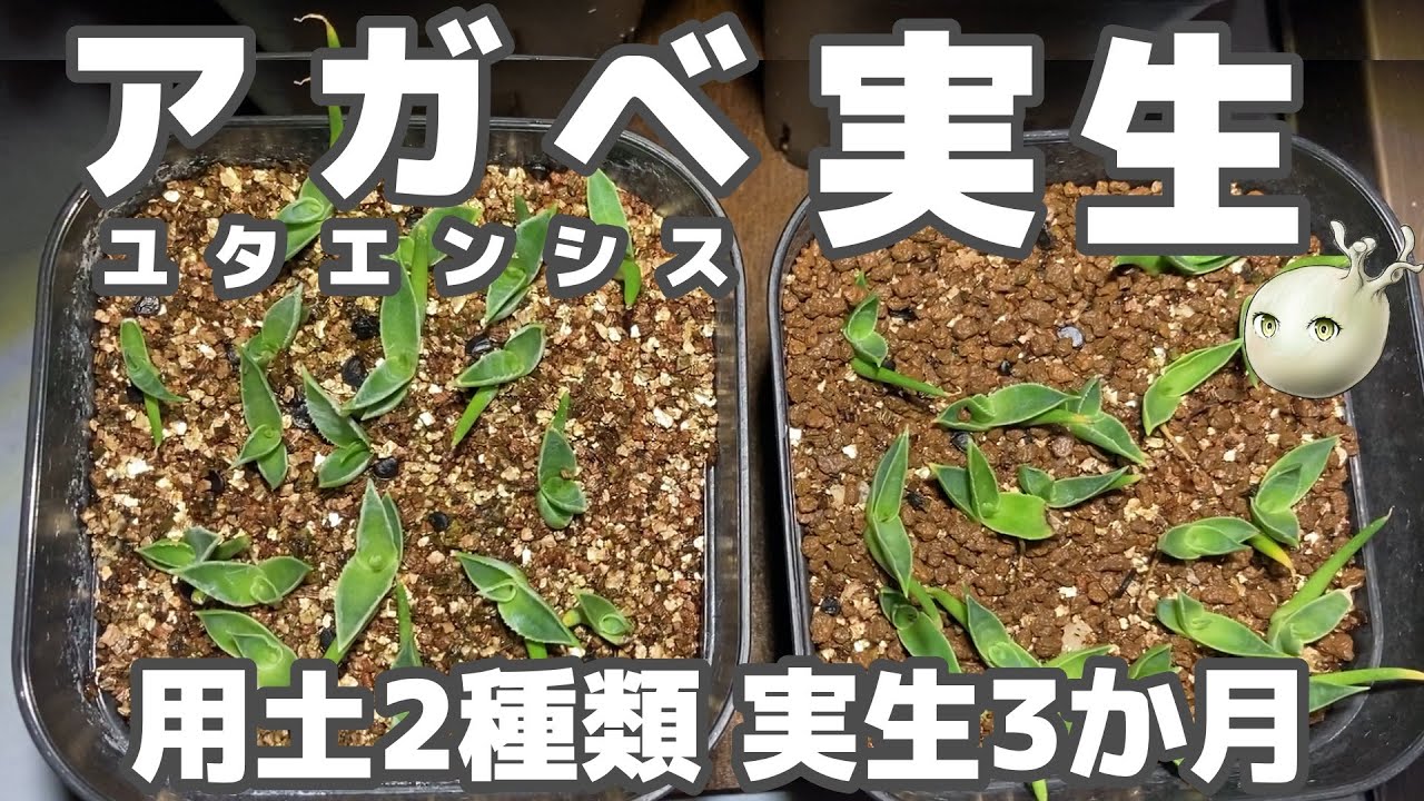 【アガベ実生】種まきから3か月！用土の違いで成長に差が出たのか？【ユタエンシス育て方】