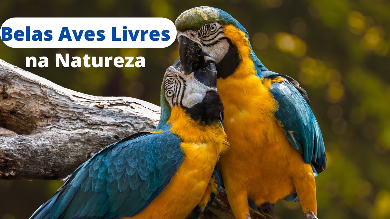 Aves belas e selvagens na natureza