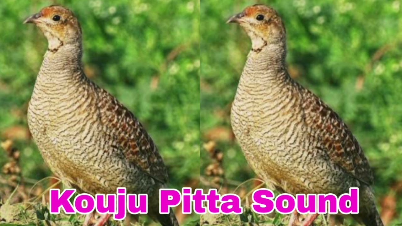 kouju pitta - Quail Bird sound
