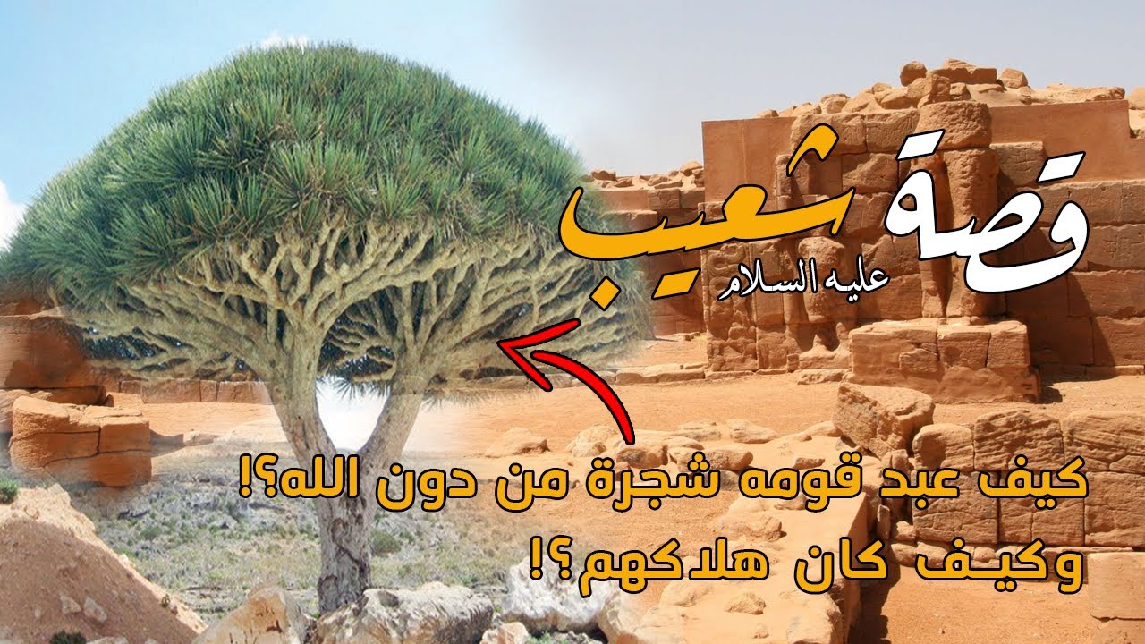 قصة النبي شعيب الذي أرسله الله الى قوم مدين الذين عبدوا شجرة الأيكة من دون الله فكيف كان هلاكهم؟