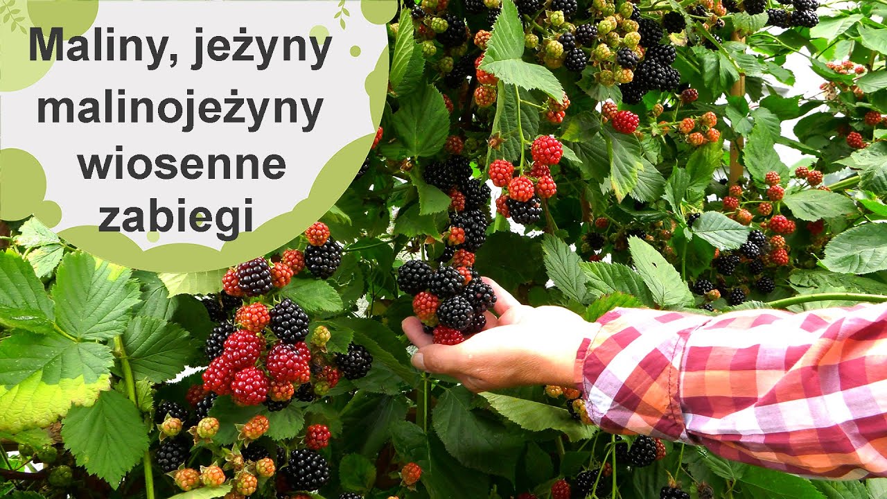 Maliny, jeżyny i malinojeżyny! Jakich zabiegów potrzebują wczesną wiosną?
