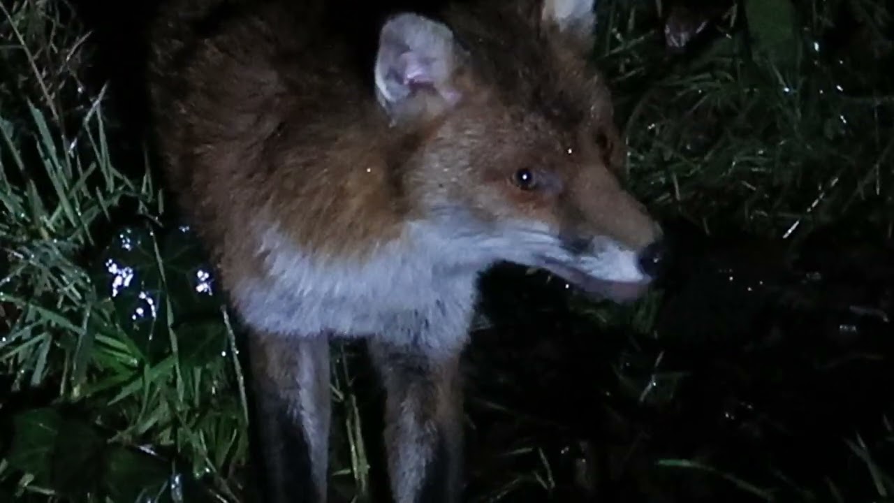 the limping Fox gets the food on a rainy evening