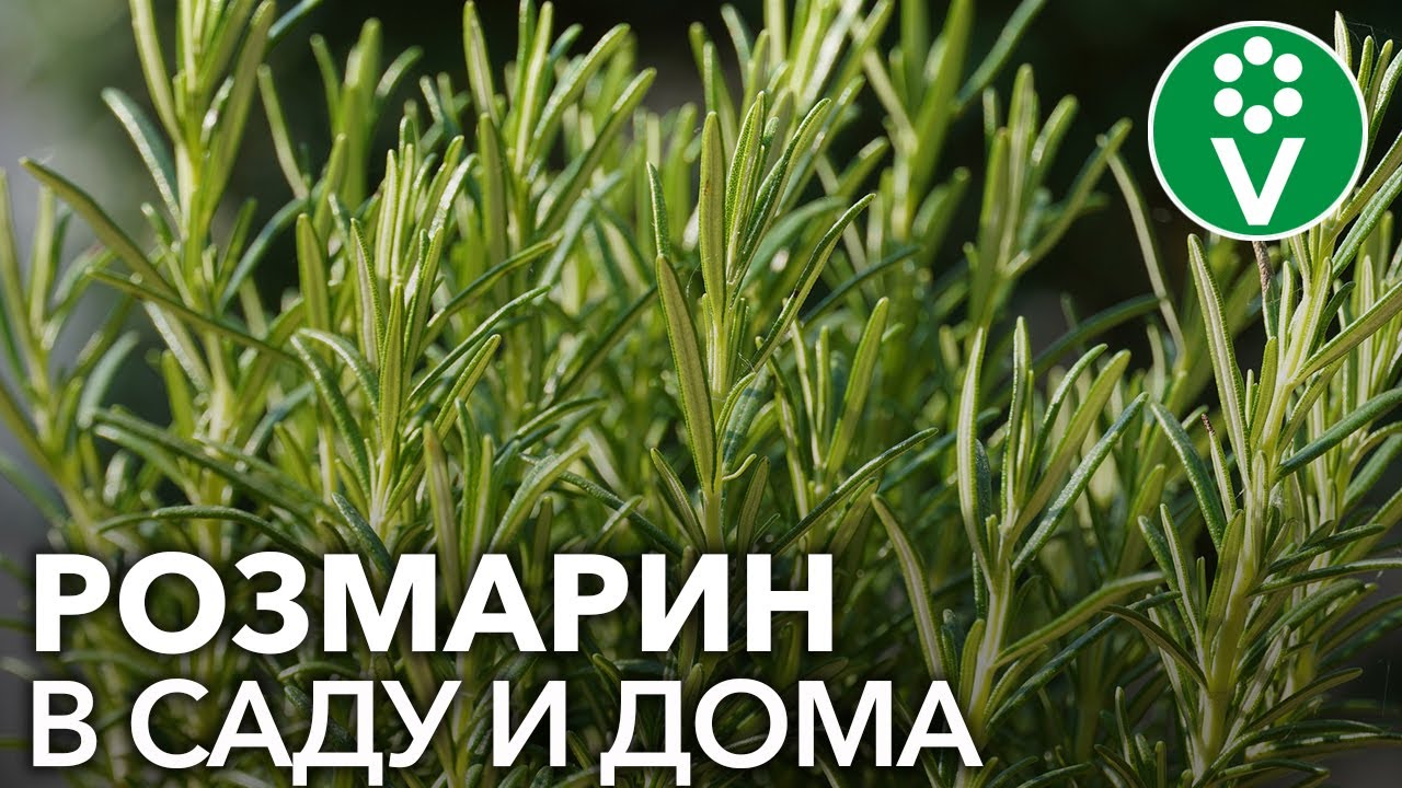 СЕКРЕТЫ РОЗМАРИНА. Как вырастить полезную пряность из черенков и семян