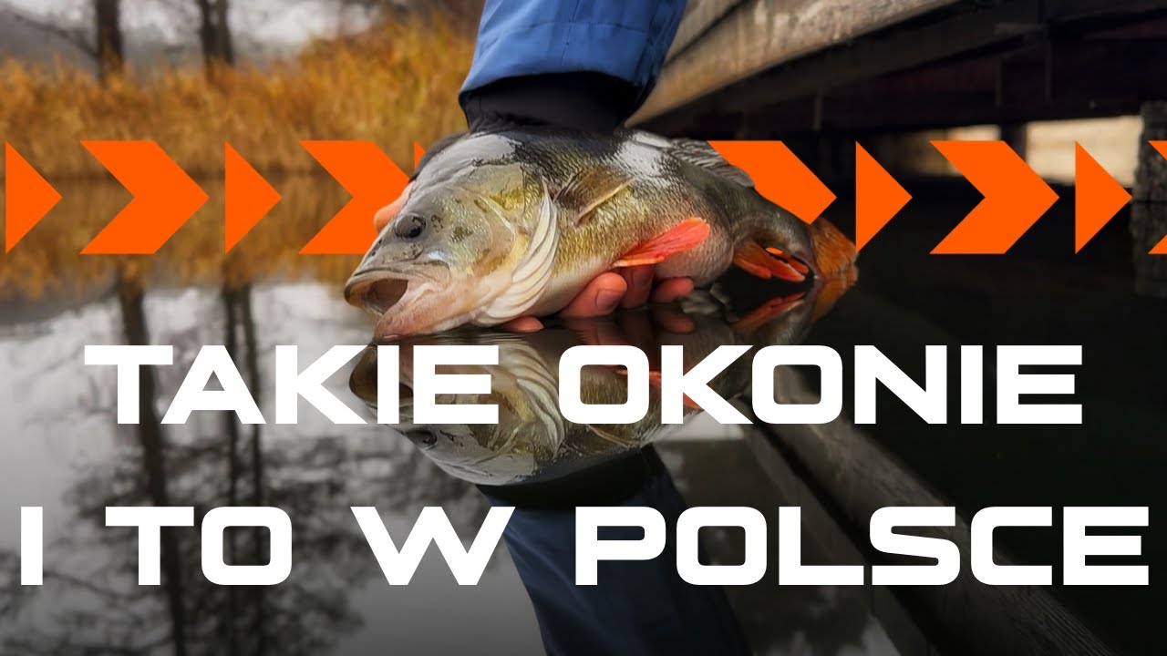 ZIMOWE OKONIE |JIG-RIG|TWITCH