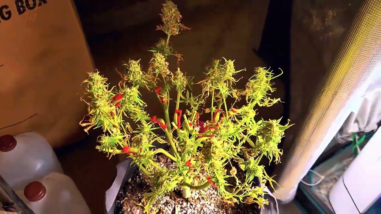 Mars Hydr&oslash; TSW  2000 Grow # 6 December 11, 2023 Ready to harvest