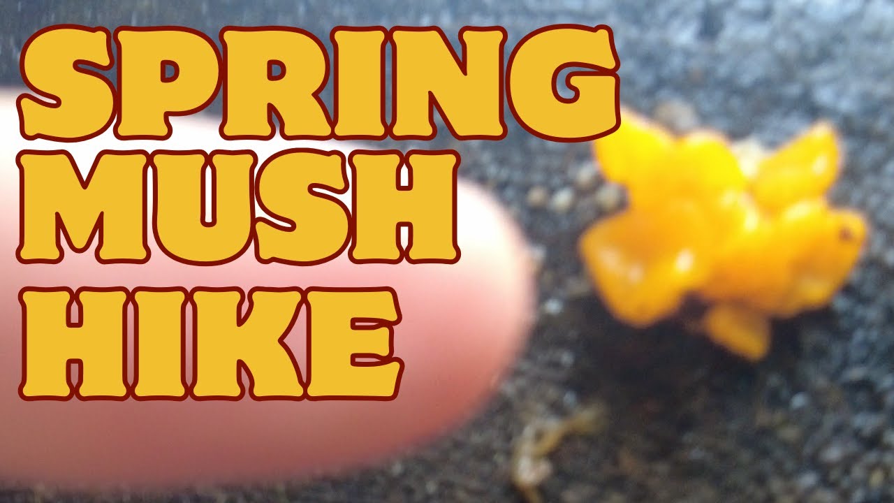 Spring Mush Hike with PALS! - Tiger Mountain Washington State