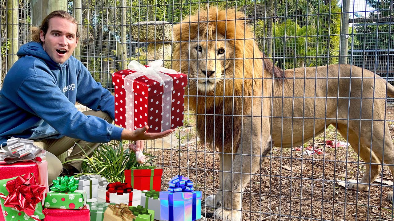 LION PRIDE SHREDS CHRISTMAS PRESENTS ! WHAT’S INSIDE ?!