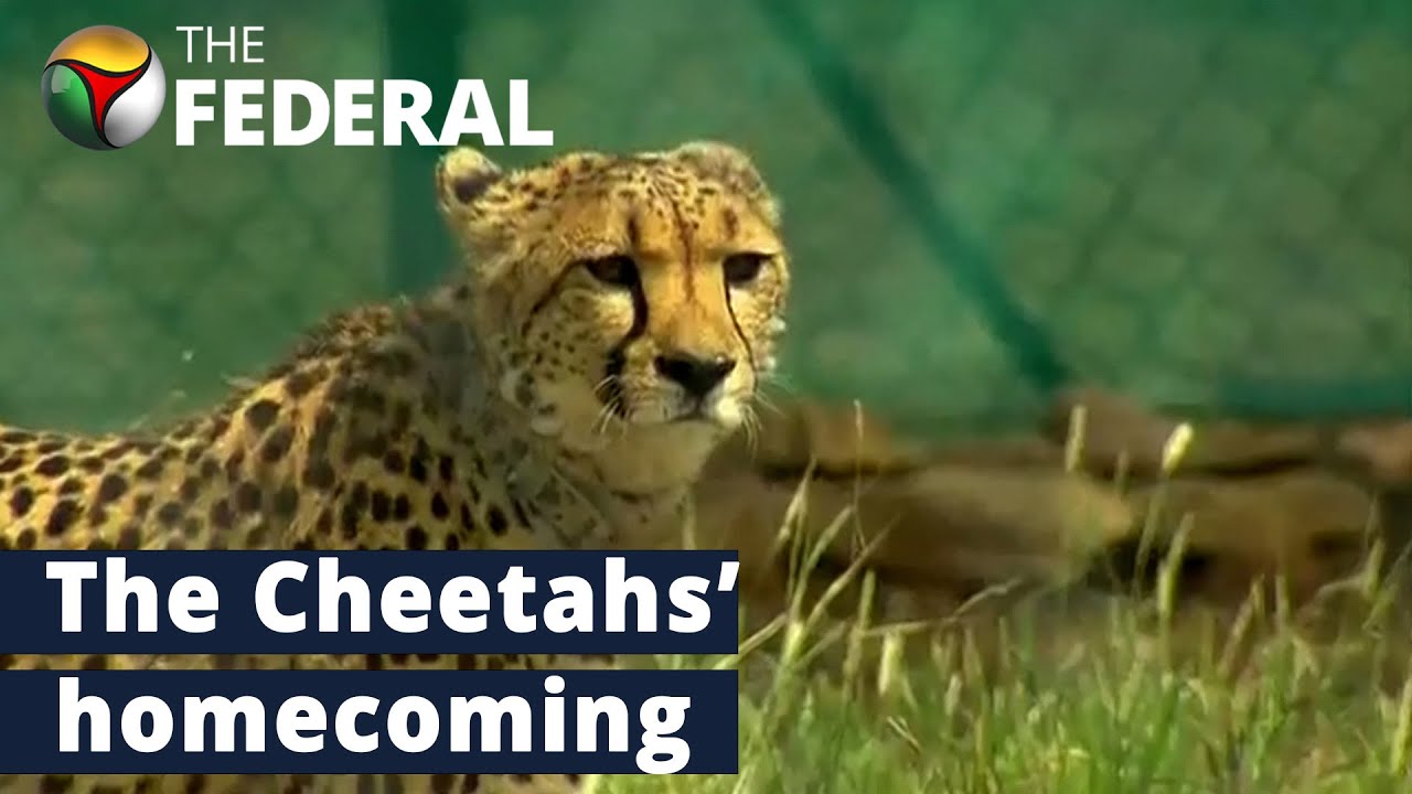 PM Modi Launches Project Cheetah on his birthday | The Federal