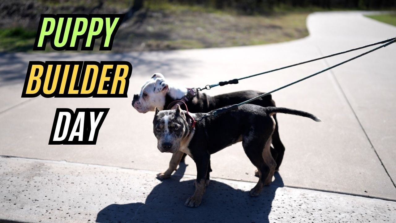 Joker vs Maestro: Puppy Development Day