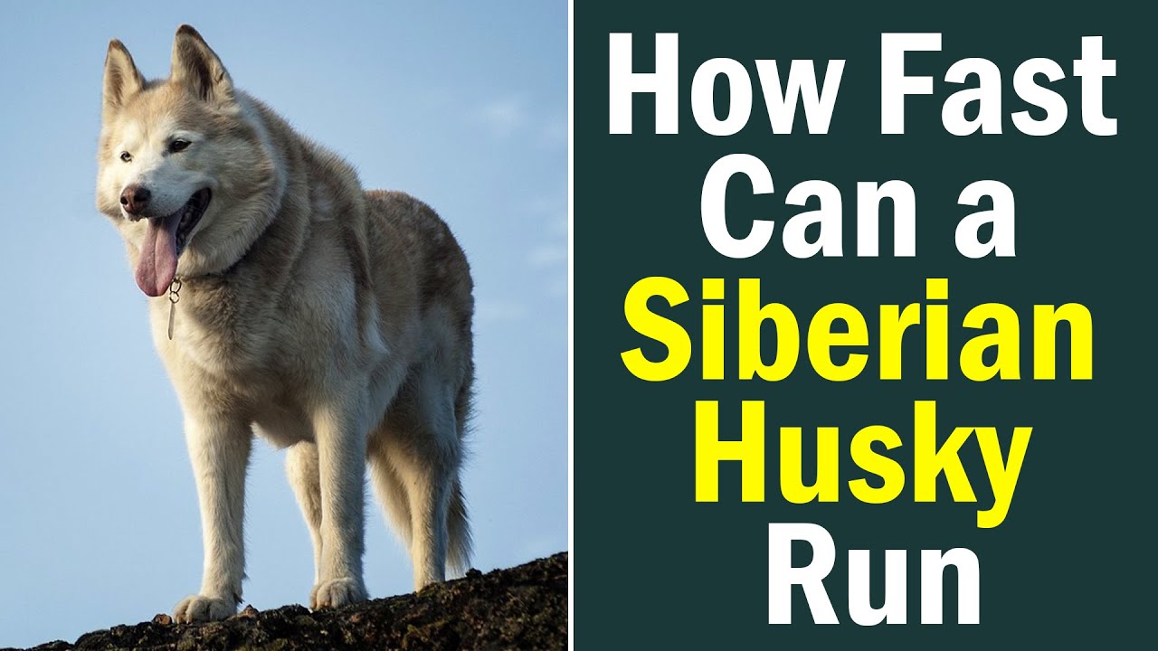 How Fast Can a Siberian Husky Run? Meet the Dog That Lives for Running