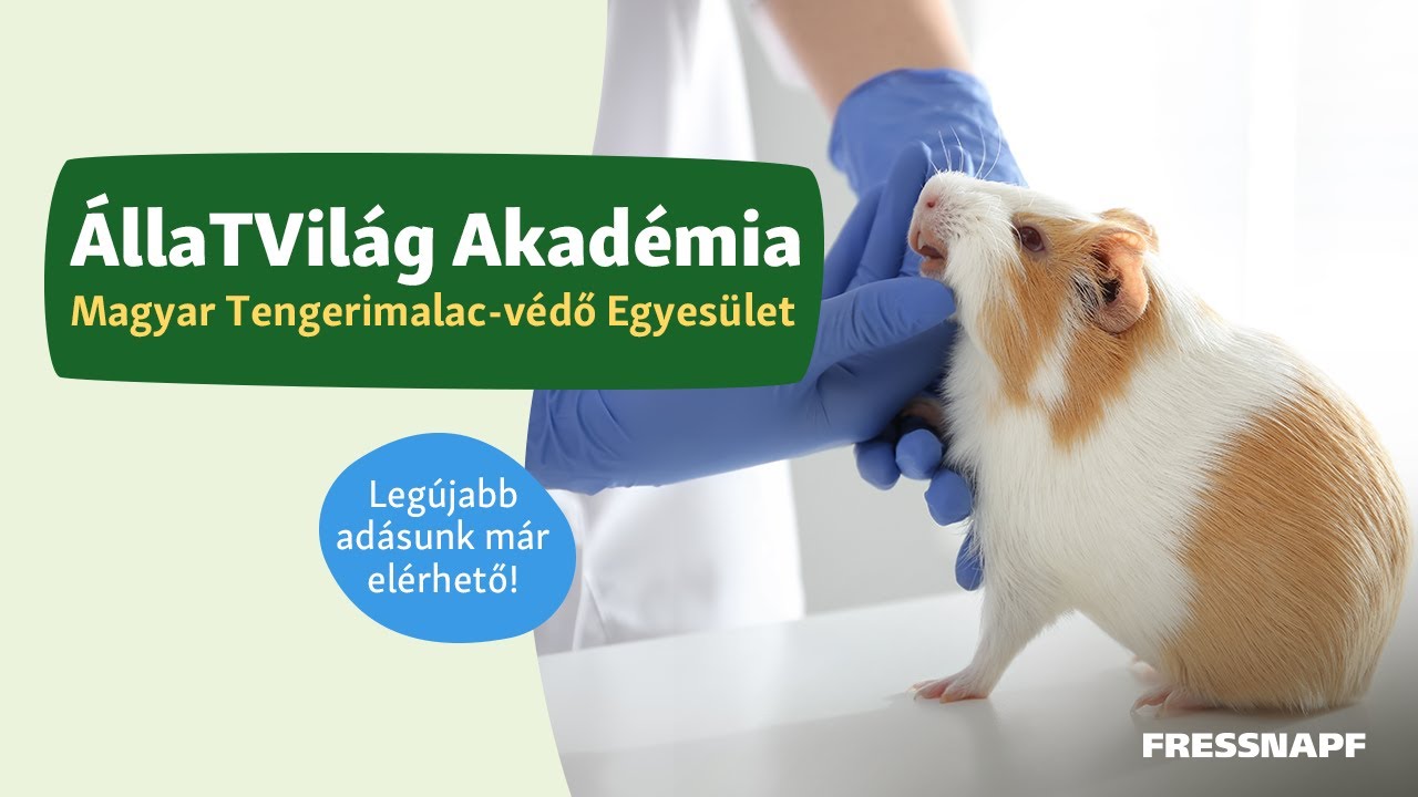 ÁllaTVilág Akadémia - Magyar Tengerimalac-védő Egyesület