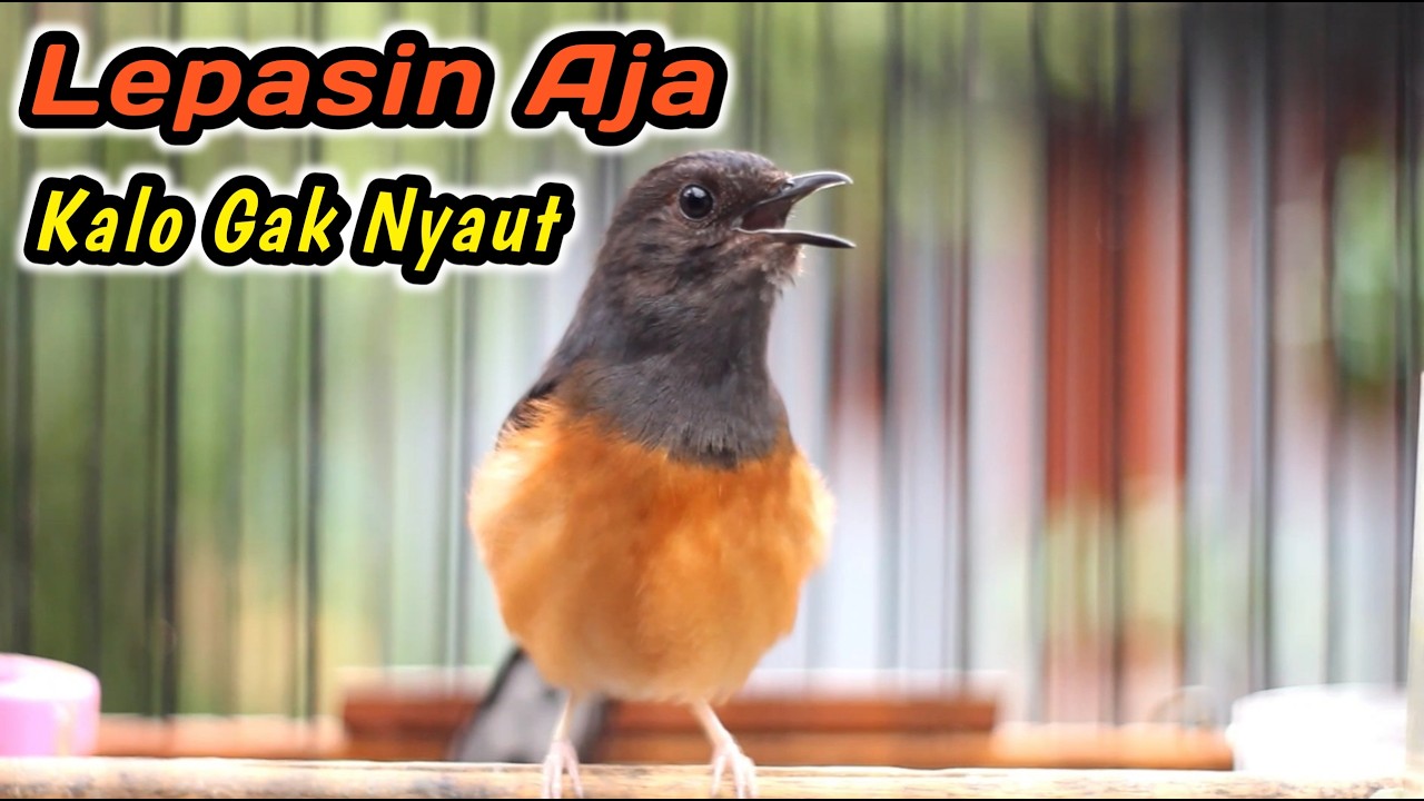 HANYA HITUNGAN DETIK MURAI BATU DISITU PASTI LANGSUNG RESPON‼️KRETEKAN KERAS MURAI BETINA PENGGACOR