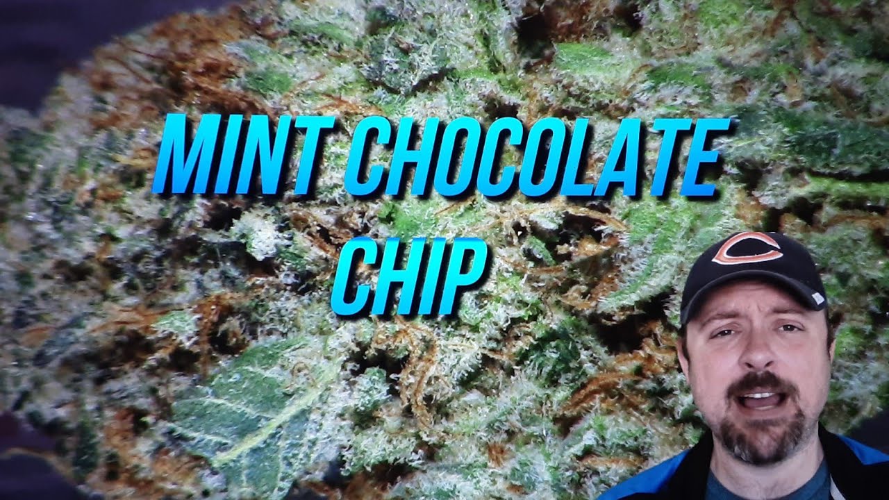 MINT CHOCOLATE CHIP STRAIN REVIEW
