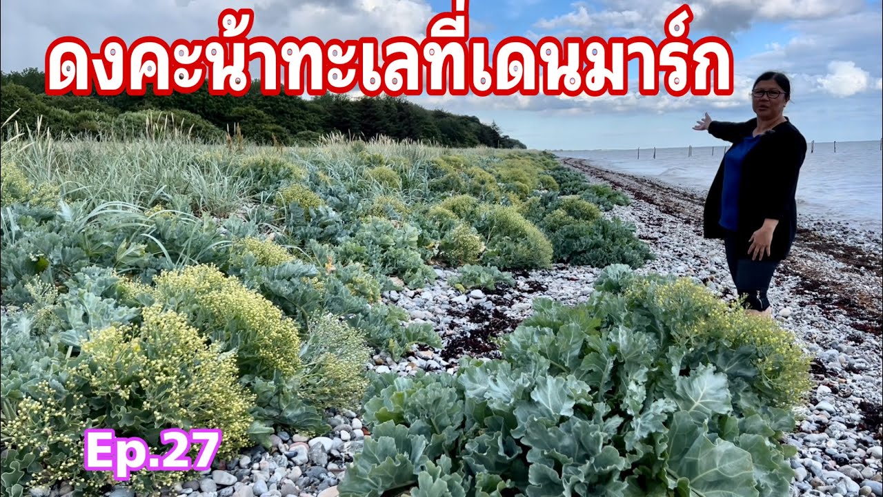 คะน้าทะเลเยอะมากจนเก็บไม่หมด เก็บคะน้าทะเล เก็บผักในต่างแดน Sea kale Ep.27