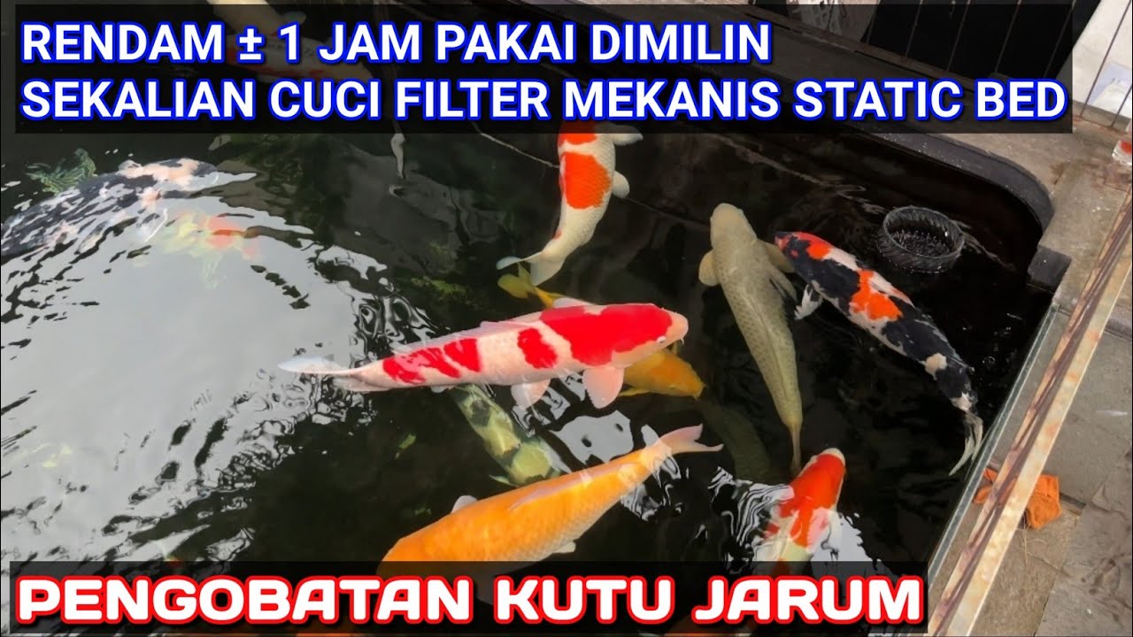 PENGOBATAN SERANGAN KUTU JARUM | CUCI MEKANIS STATIC BED  SANGAT ENJOY
