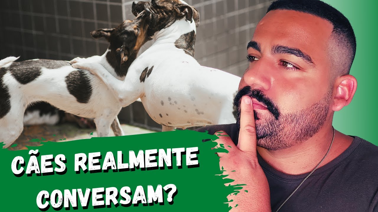 Cães CONVERSANDO na prática - será que DOMINÂNCIA EXISTE? Ou é mito.