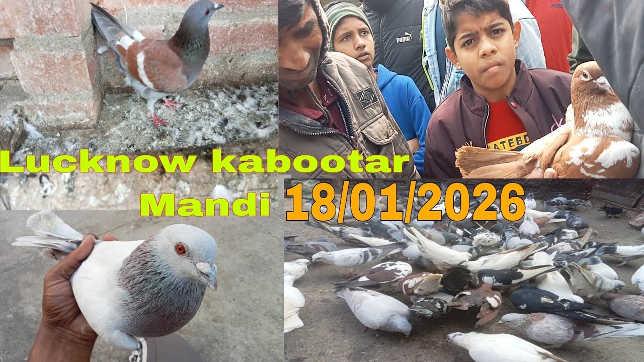 Lucknow kabootar Bazaar 18/01/2026 New video 2026