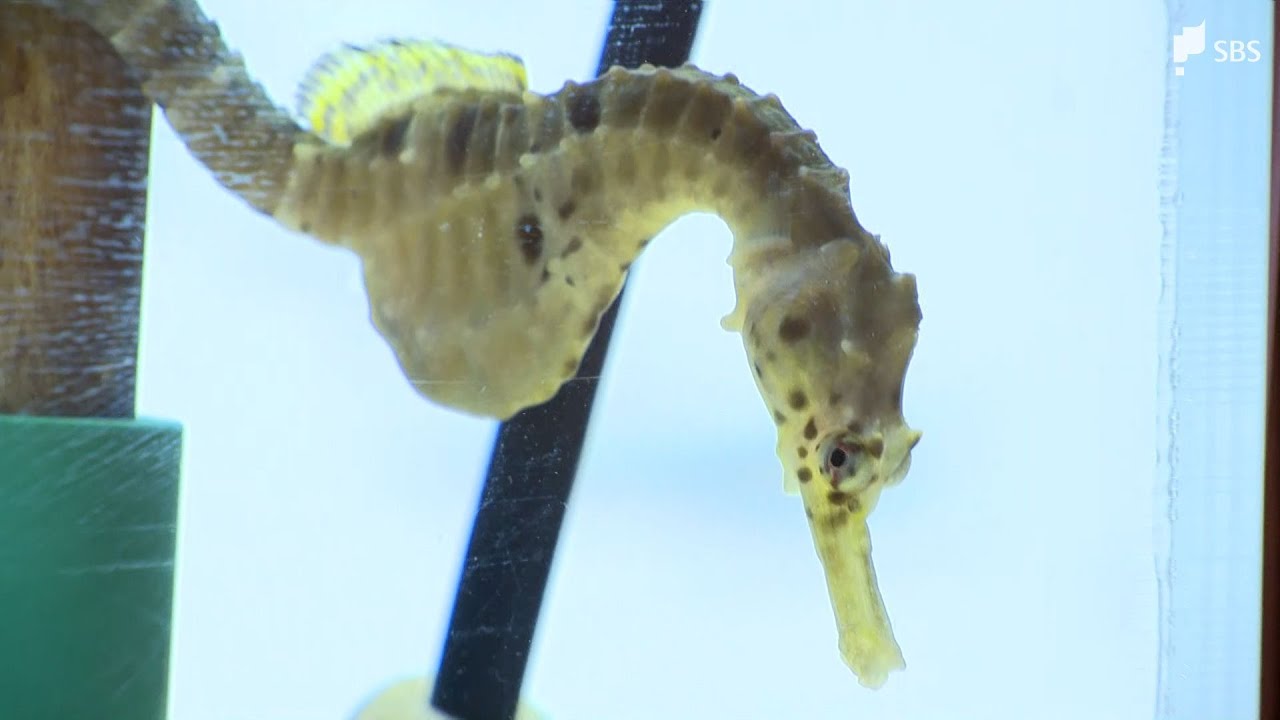 ポッコリとしたおなか特徴　静岡市の水族館で「タツノオトシゴ」の仲間を展示　2024年の干支「辰」にちなんで　1月21日まで