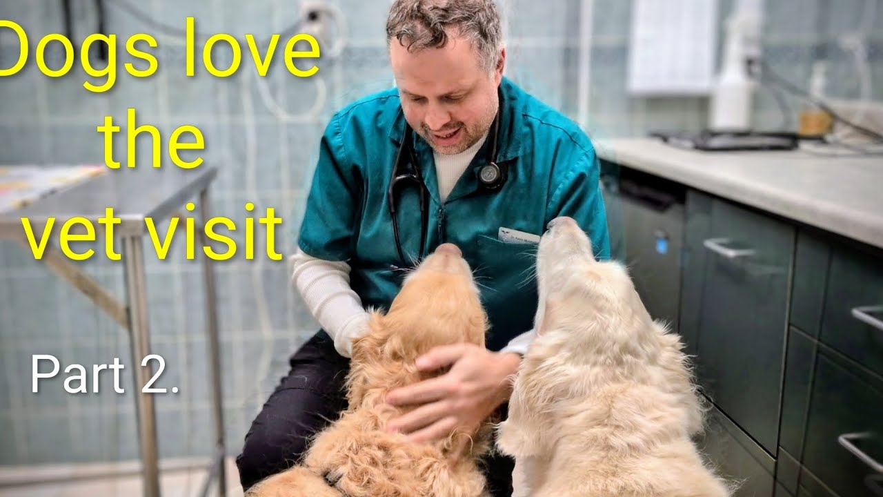 Dogs go to the vet. Part 2. Gabie. 