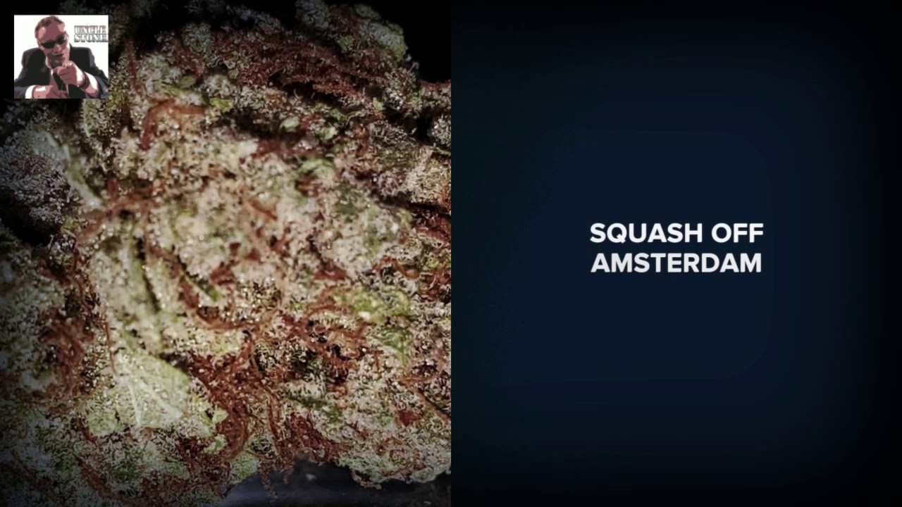 Squash Off  Amsterdam