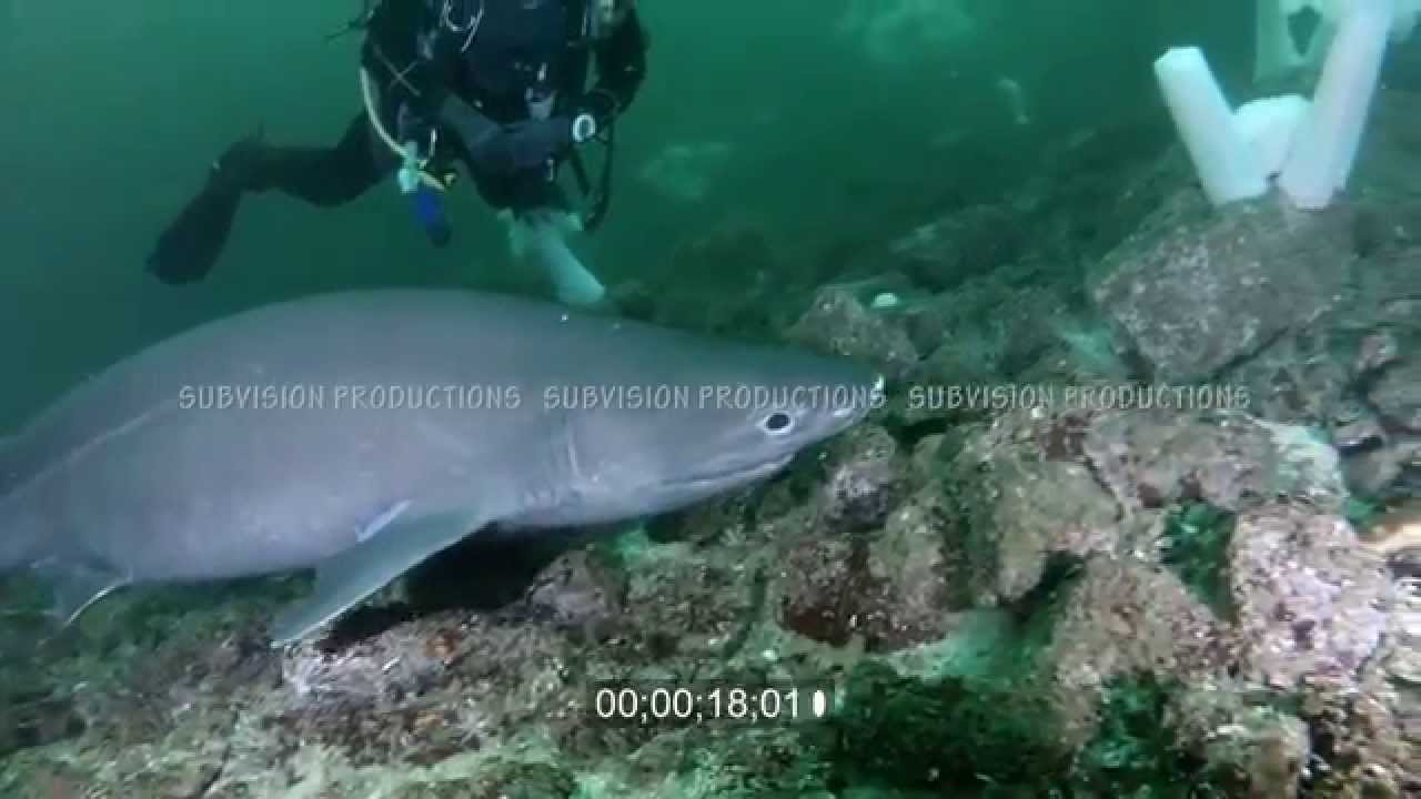 bluntnose sixgill shark Hexanchus griseus HD stock footage