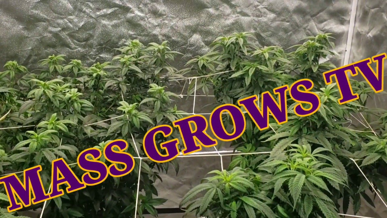 Pupil Grow 2