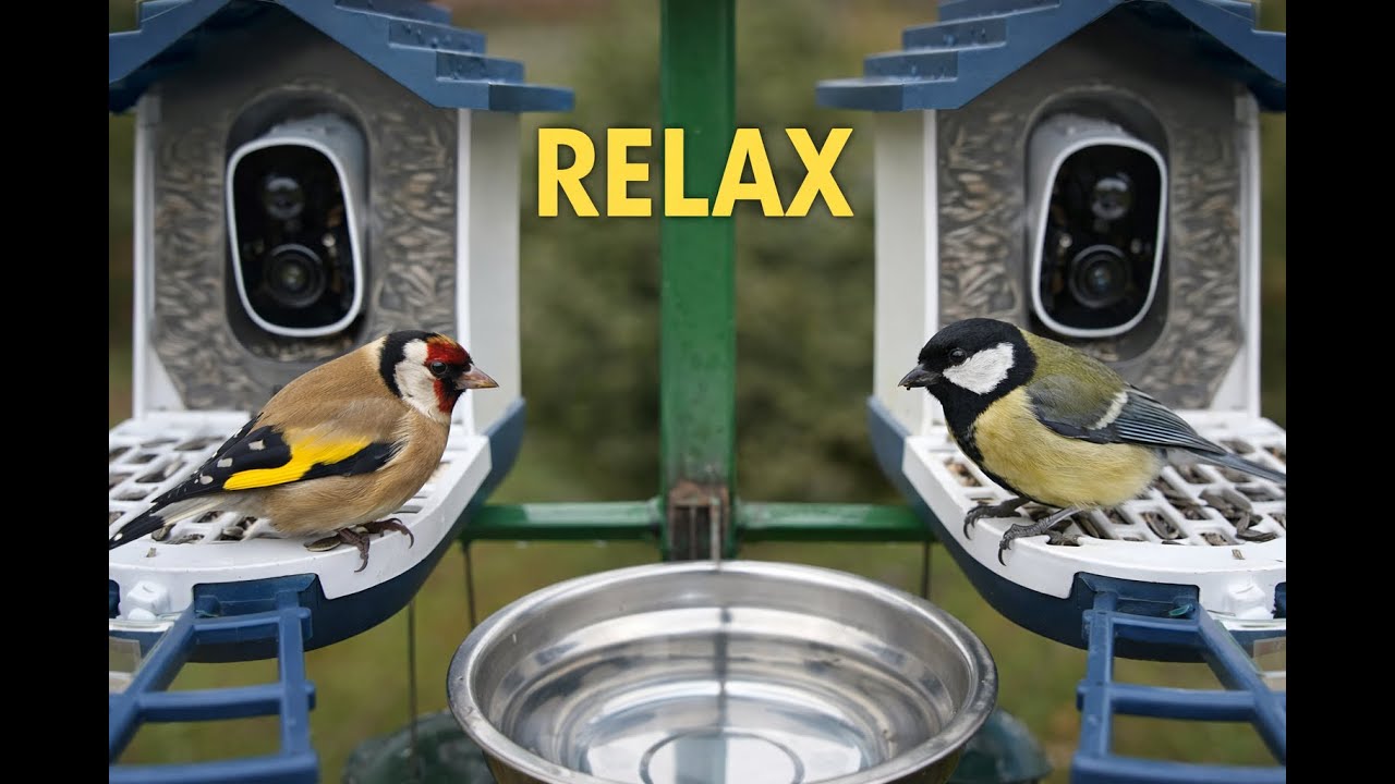 Relaxing Bird Feeder Video 🐦 | Peaceful Garden Birds Eating Seeds (30 Minutes)