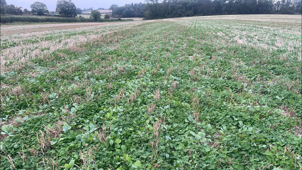 Stubble turnips, Forage rape and Clover