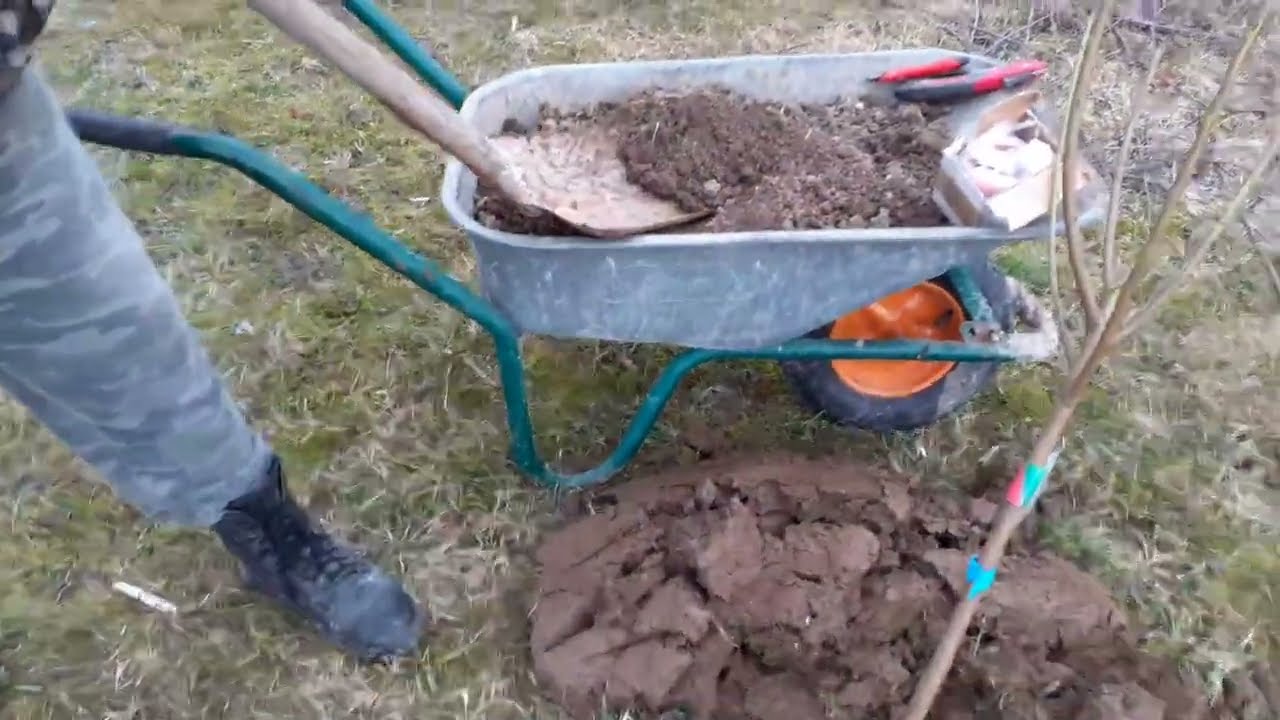 CUM SE PLANTEAZA CORECT POMII FRUCTIFERI PRIMAVARA