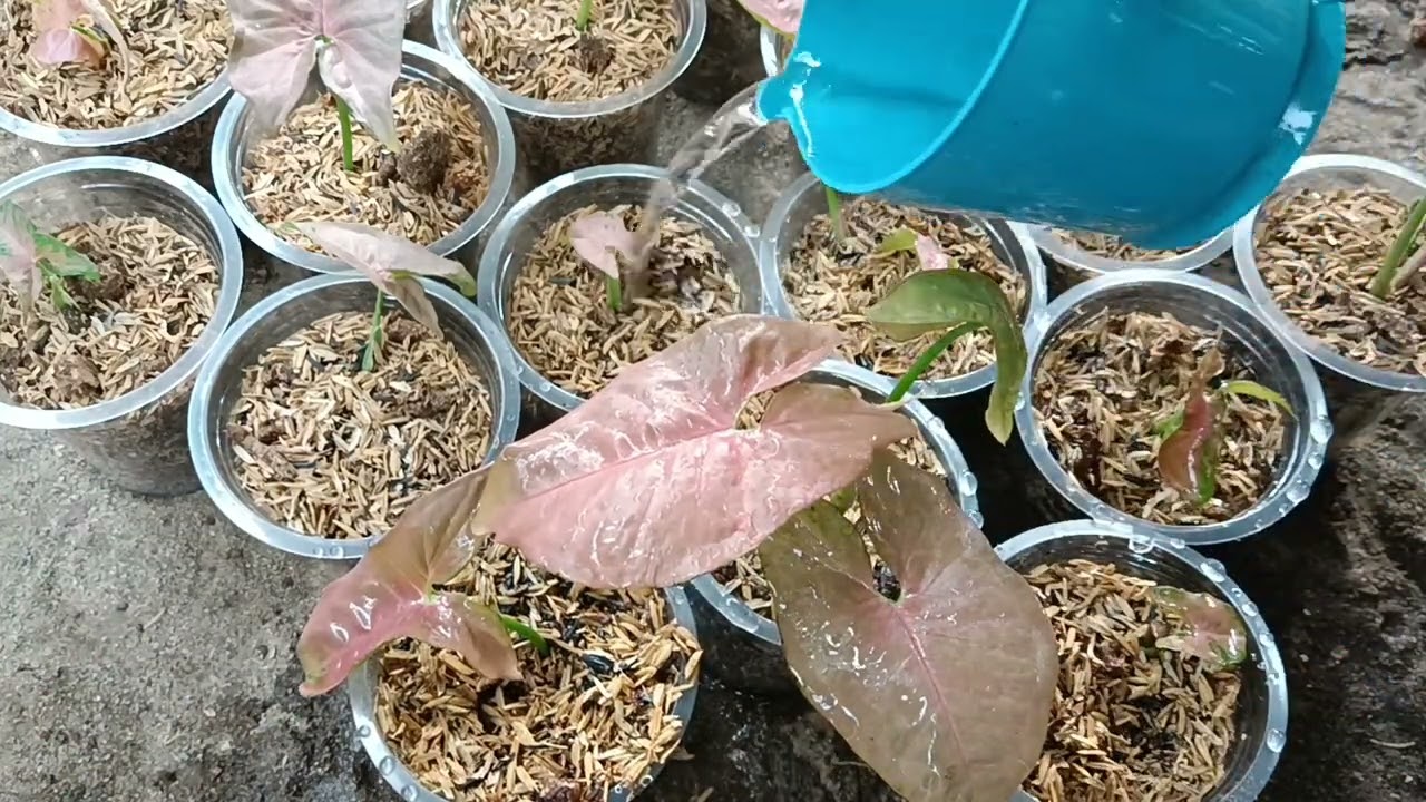 Simple Propagation Syngonium Pink Neon Robusta